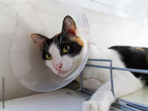 A calico cat with a cone on its head lies down on an iron basket for paper. The cat appears to be in a hospital setting.