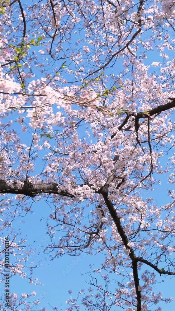 Branches of almond sakura blossoms on a sunny day. Branches of almond sakura blossoms on a sunny day.