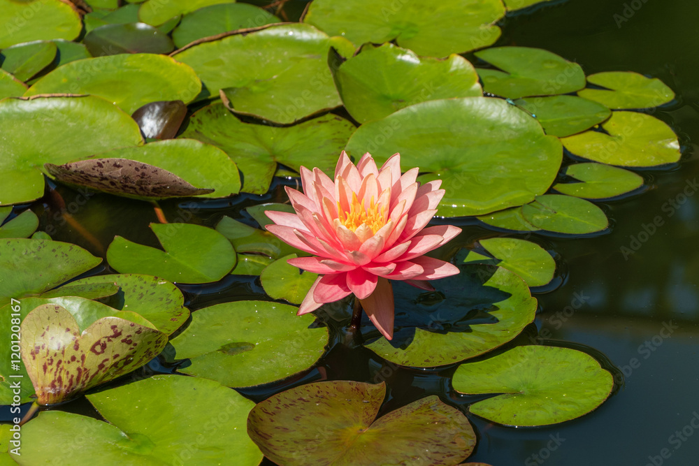 Flower landscape and nature background concept. Amazing bright pink water lily or lotus flower Orange sunset Perry growing in pond on blurred background of leaves. Selective focus. Flower landscape and nature background concept. Amazing bright pink water lily or lotus flower Orange sunset Perry growing in pond on blurred background of leaves. Selective focus.