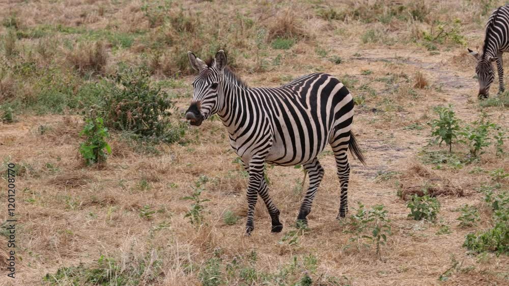 A Zebra walking and shaking its head in an African savannah, Ngorongoro crater A Zebra walking and shaking its head in an African savannah, Ngorongoro crater