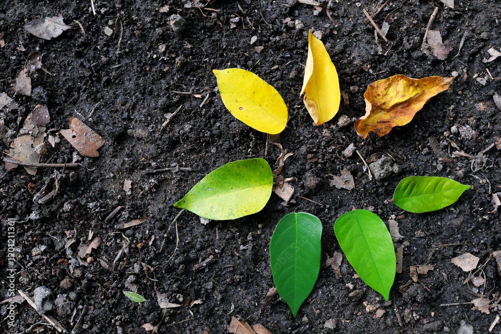Ageing stages and life cycle process concept. Leaves arranged from young to old or fresh to dried.