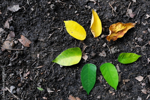 Ageing stages and life cycle process concept. Leaves arranged from young to old or fresh to dried.