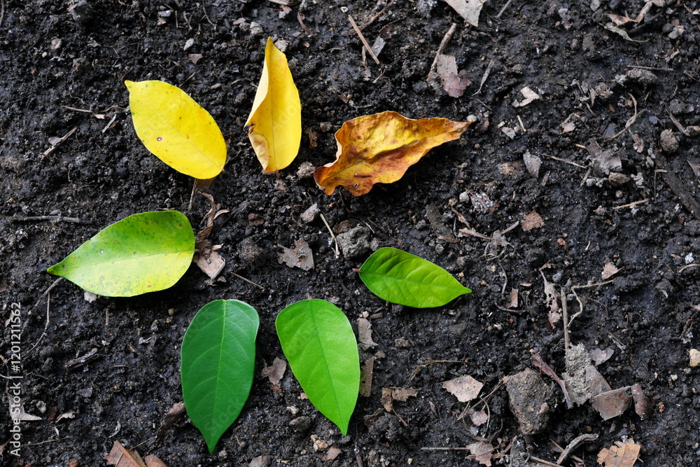 Ageing stages and life cycle process concept. Leaves arranged from young to old or fresh to dried.