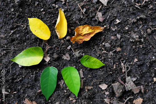 Obraz na płótnie Ageing stages and life cycle process concept. Leaves arranged from young to old or fresh to dried. w salonie