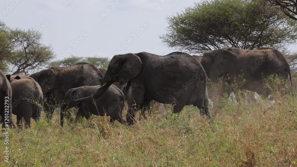Big herd of African Elephants crosses the savannah, migrating for food, young and old elephants, Africa Big herd of African Elephants crosses the savannah, migrating for food, young and old elephants, Africa