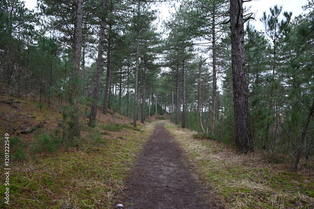Fototapeta premium path in the woods