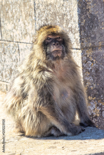 Monkey on Gibraltar, British Overseas Territory and city on the Iberian Peninsula. Barbary macaque sitting near a stone wall, basking in the sunlight.