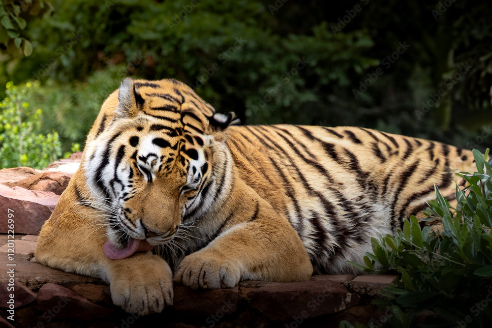 Fototapeta premium Tiger