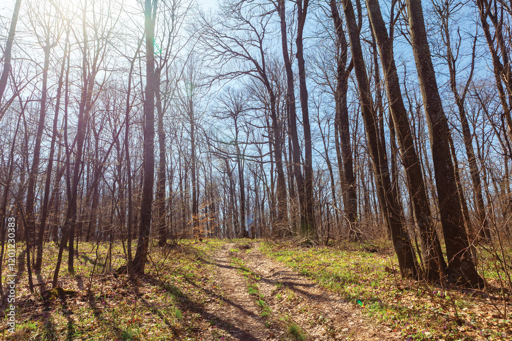 Path winding through a lush green forest, surrounded by trees and dappled sunlight. Walking footpath in the spring forest