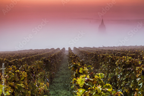 Misty sunrise over vineyards in autumn, Champagne, France