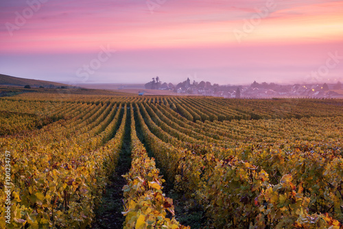 Misty sunrise over vineyards in autumn, Oger, Champagne, France photo