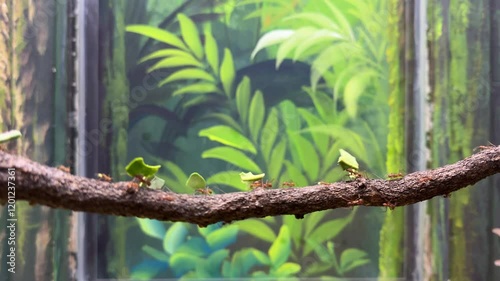 green ant forest