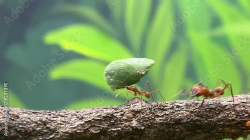 green ant forest