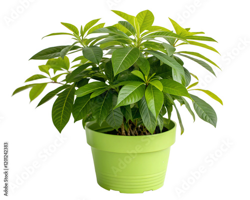 Vibrant Green Potted Plant on Transparent Background, Beautiful Plant, Indoor Greenery, Natural Decor photo