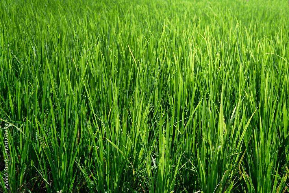 Lush Green Rice Field Under Bright Daylight in Countryside Lush Green Rice Field Under Bright Daylight in Countryside