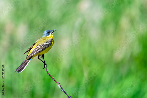 Western yellow wagtail, Motacilla flava. Songbird