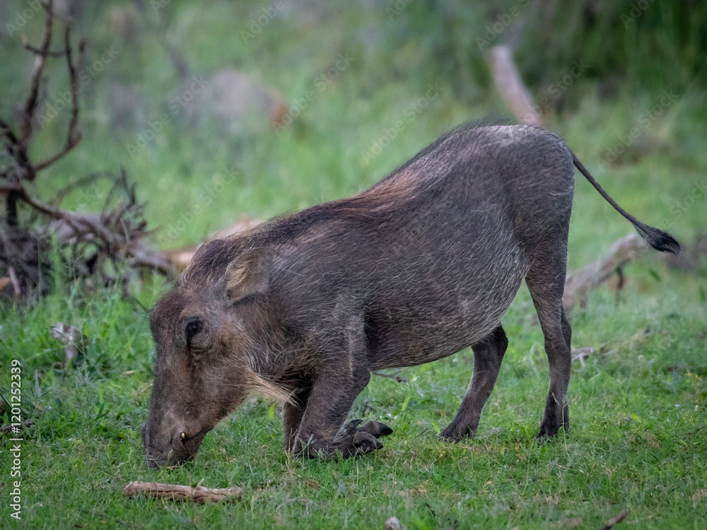 Hardy Warthog Grazing in Kruger National Park’s Savanna Hardy Warthog Grazing in Kruger National Park’s Savanna