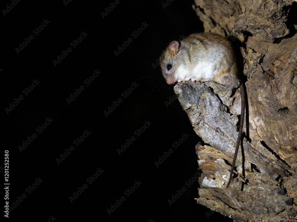 Tiny Mouse in Kruger National Park’s Nocturnal Shadows Tiny Mouse in Kruger National Park’s Nocturnal Shadows