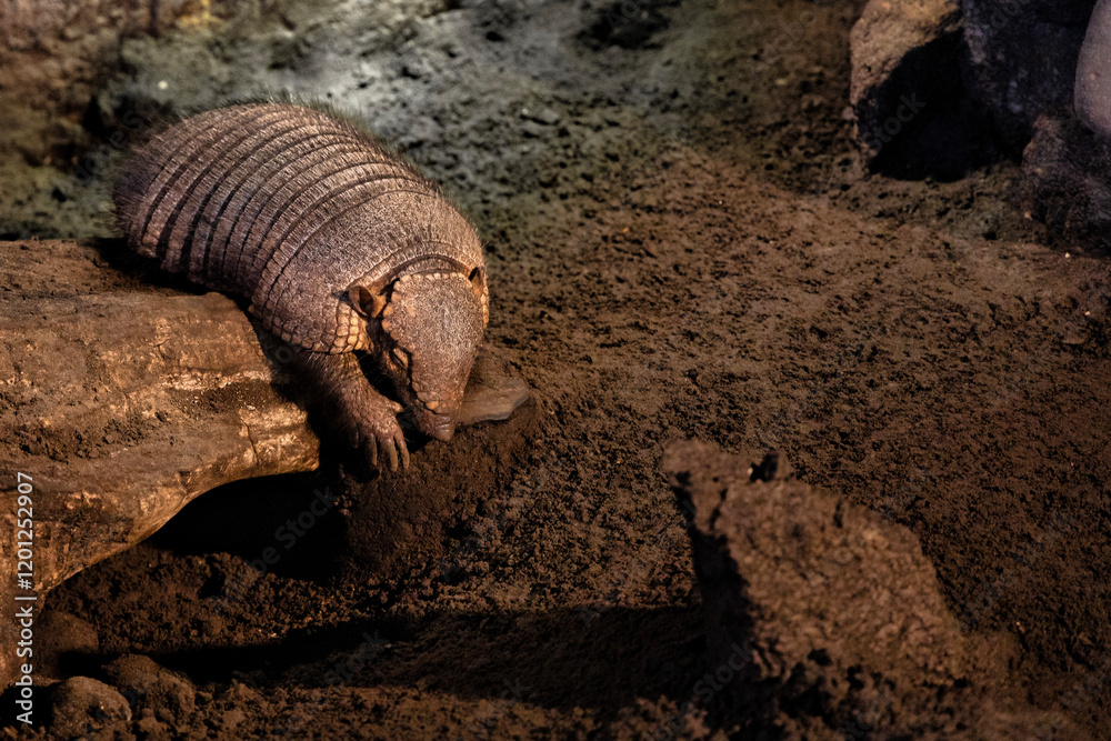 Obraz premium Armadillo