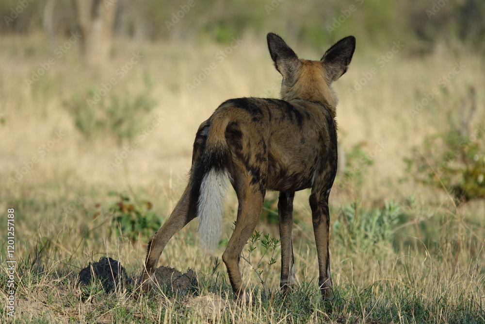 African Wild Dog in the Okavango Delta, a pack on the hunt African Wild Dog in the Okavango Delta, a pack on the hunt
