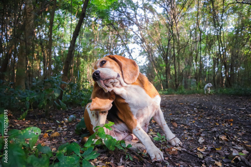 A cute beagle is scratching itself on the dried leaves in the forest.