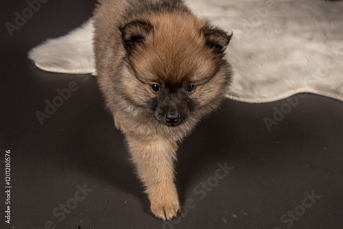 Hundewelpe Mittelspitz Welpe süß im Fotostudio