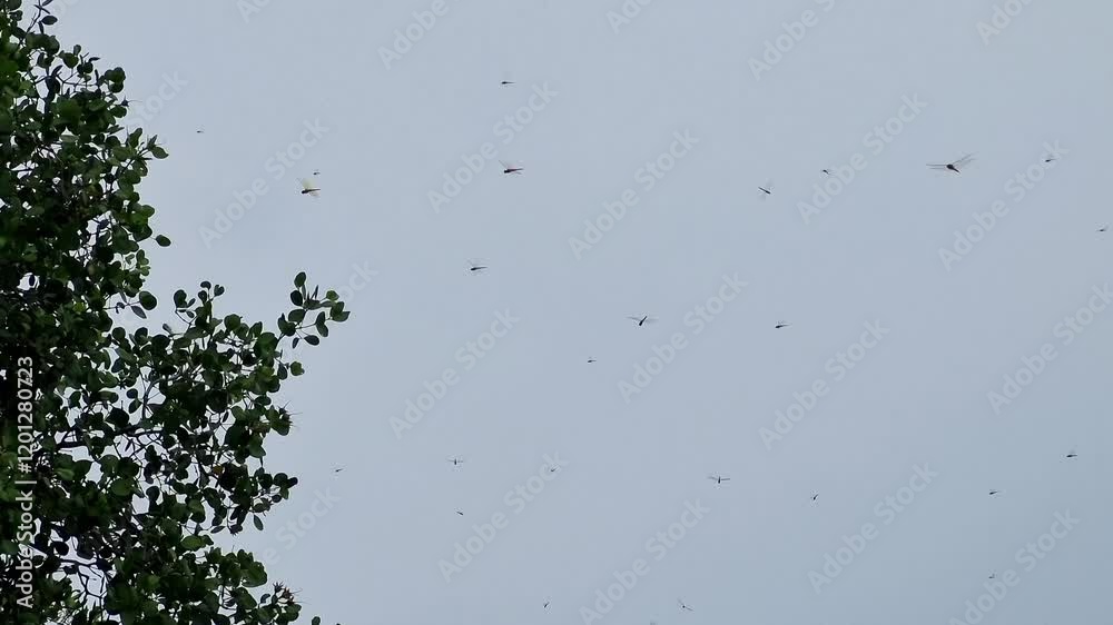 a group of dragonflies flying above the mangrove trees during cloudy weather a group of dragonflies flying above the mangrove trees during cloudy weather