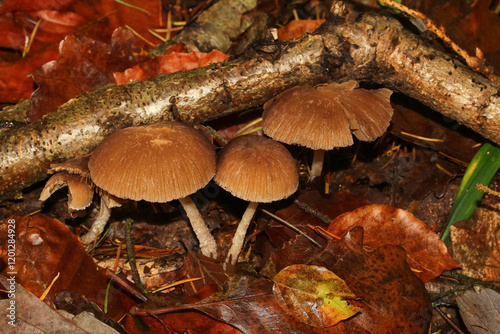 Pilz Rehbrauner Dachpilz, Pluteus ctricapillus