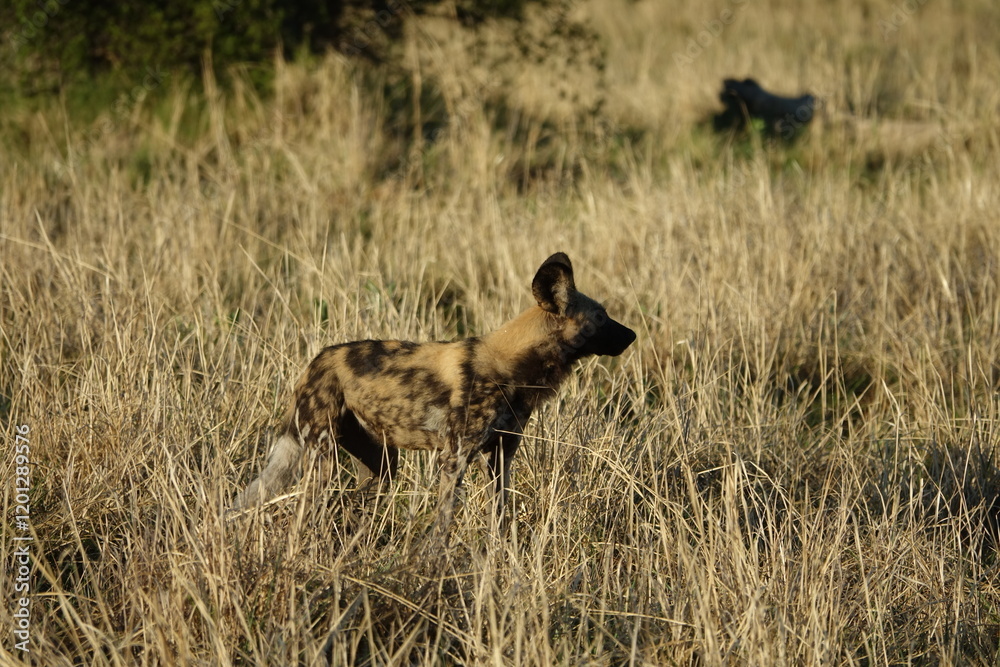 African Wild Dog in the Okavango Delta, a pack on the hunt African Wild Dog in the Okavango Delta, a pack on the hunt