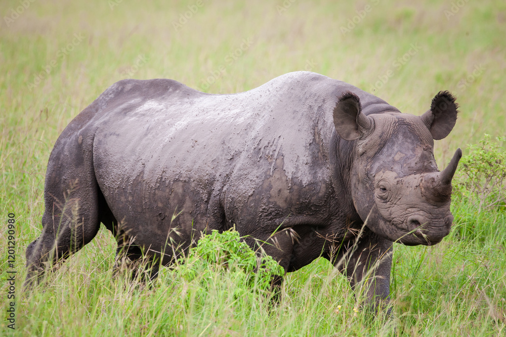 Spitzmaulnashorn in der Savanne von Afrika Spitzmaulnashorn in der Savanne von Afrika