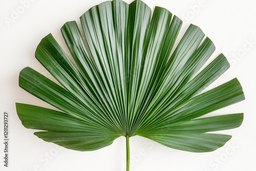 Large green monstera leaf displayed on a white background highlighting its un...
