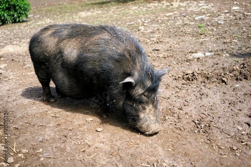 Photos Close-up of a Vietnamese Pot-bellied with bristly, brown fur searching the ground for food, domestic pig