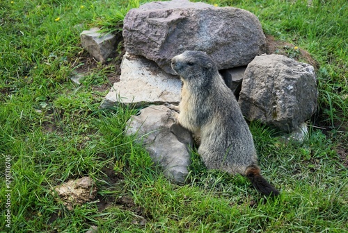 Close-up of a shy young marmot peering timidly out of its burrow surrounded by stones, Alpine marmot, Marmota marmota, Dolomites, South Tyrol, Italy, Mountain Animals photo