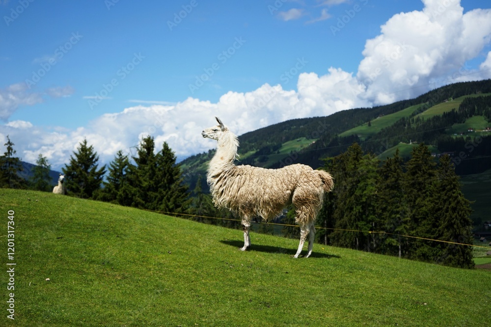 Fototapeta premium Llama with white fur stands on a green meadow in the mountains. Llama glama
