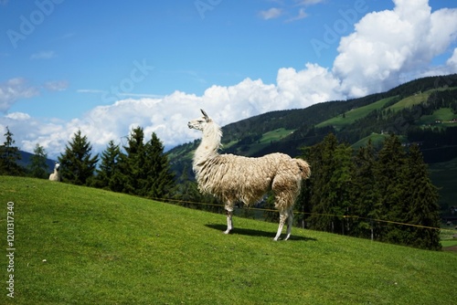 Llama with white fur stands on a green meadow in the mountains. Llama glama photo