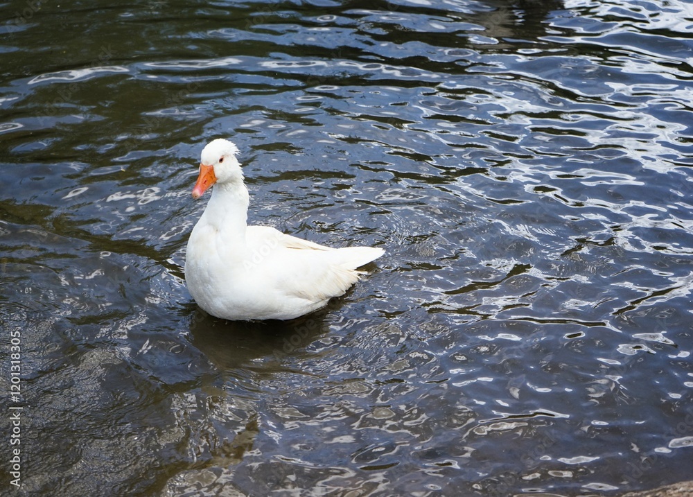 Große Hausgans mit prächtig weißem Gefieder in einem Teich. 