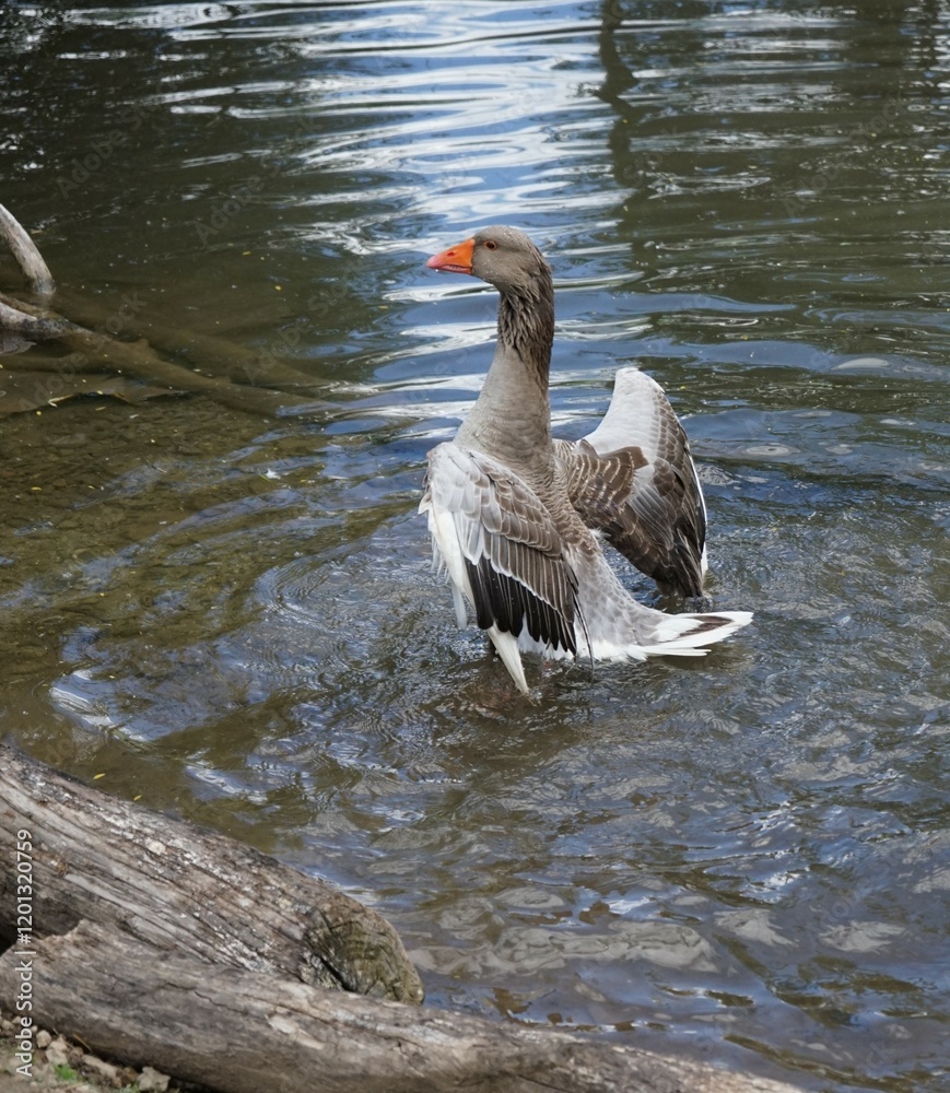 Fototapeta premium Large domestic goose with splendid brown plumage waves its wings in a pond.