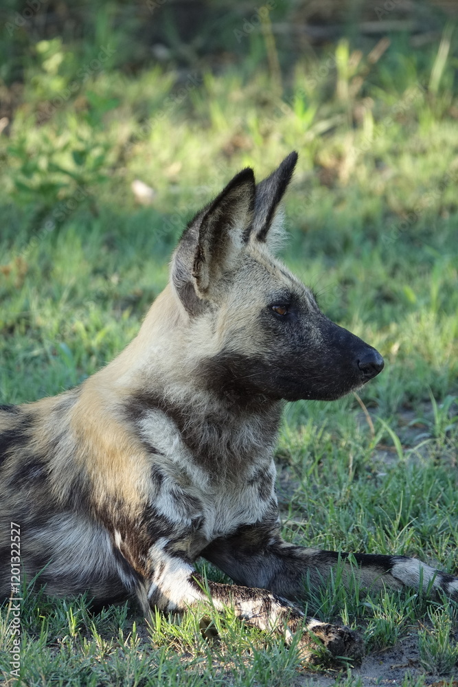 African Wild Dog in the Okavango Delta, a pack on the hunt African Wild Dog in the Okavango Delta, a pack on the hunt