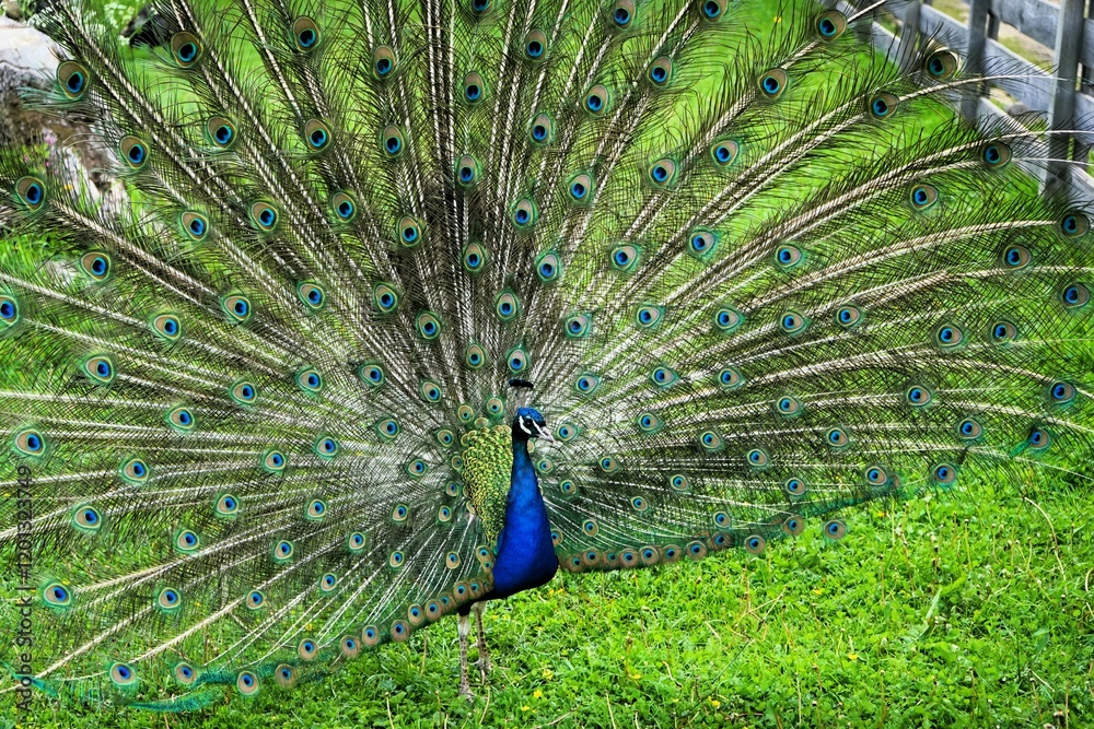 Obraz premium Close-up of a male Peafowl with splendidly colourful feather wheel, bird of the pheasant family, Peacock, Peacock feathers, Pavo. 