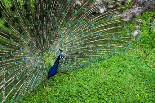 Foto Close-up of a male Peafowl with splendidly colourful feather wheel, bird of the pheasant family, Peacock, Peacock feathers, Pavo