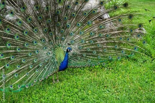 Quadro su tela Close-up of a male Peafowl with splendidly colourful feather wheel, bird of the pheasant family, Peacock, Peacock feathers, Pavo