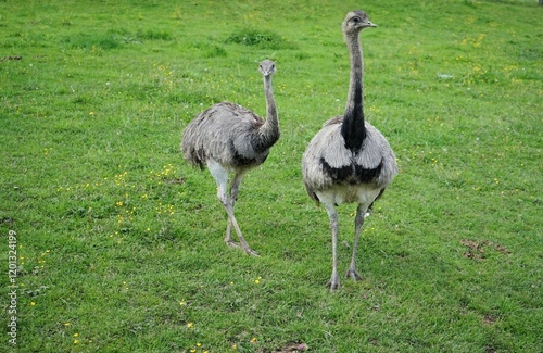 Two Greater rheas on a large green meadow, Rhea americana, flightless bird photo