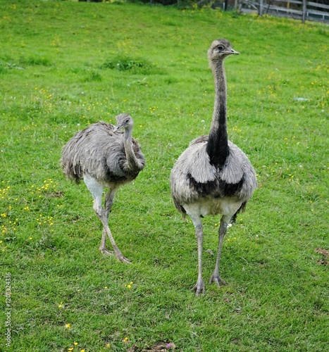 Two Greater rheas on a large green meadow, Rhea americana, flightless bird
