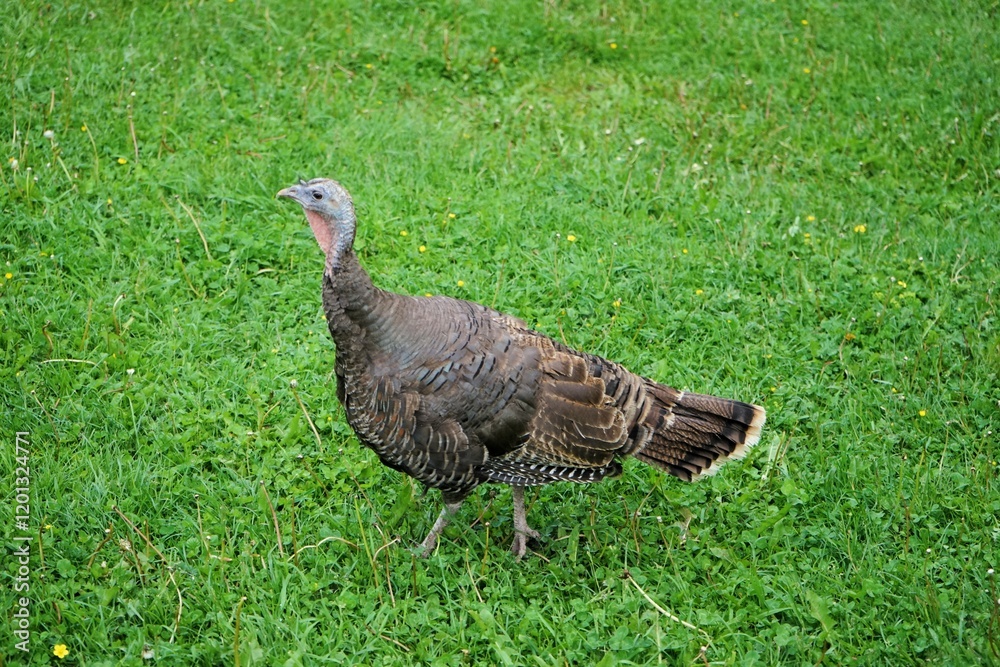 Female turkey with brown plumage strutting across a green meadow. Female turkey with brown plumage strutting across a green meadow.