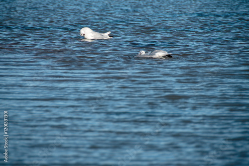 Zwei Lachmöwen (Larus ridibundus) beim baden