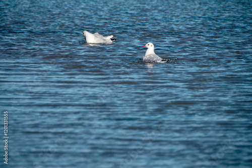 Zwei Lachmöwen (Larus ridibundus) beim baden