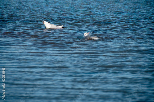 Zwei Lachmöwen (Larus ridibundus) beim baden