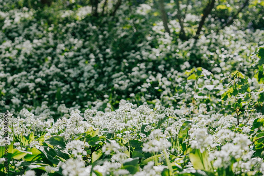 Fototapeta premium A field of white flowers with green leaves. The flowers are scattered throughout the field, with some in the foreground and others in the background