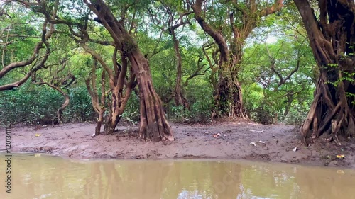 Boat tour floating along the evergreen Ratargul swamp forest Goain river waters in Bangladesh photo