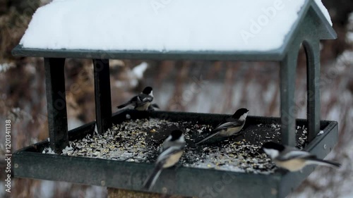 MVI_1950 Static Bird Feeder Slow Mo Winter 30sec photo